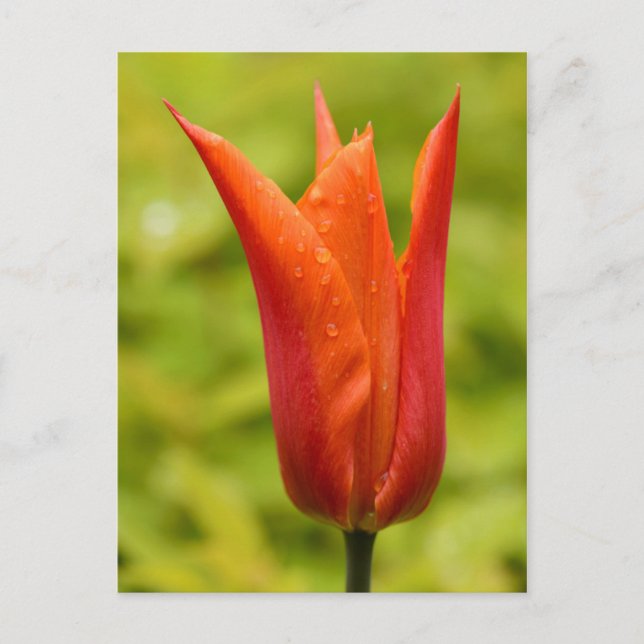 Tulip mit Wassertropfen 1 Postkarte (Vorderseite)