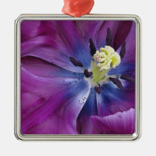 Tulip nah up, Keukenhof Gardens, Lisse, 2 Ornament Aus Metall