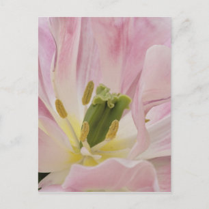 Tulip nah-up, Keukenhof Gardens, Lisse, Postkarte