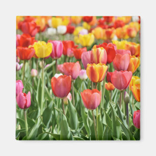 Tulip Nature Foto Magnet