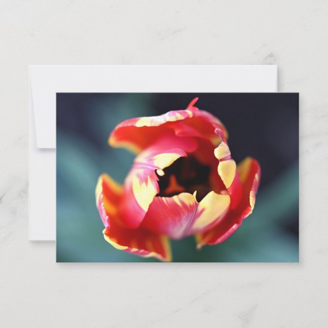 Tulip Notecard Mitteilungskarte (Vorderseite)