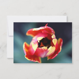 Tulip Notecard Mitteilungskarte