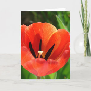 Tulip Oaster Feiertagskarte