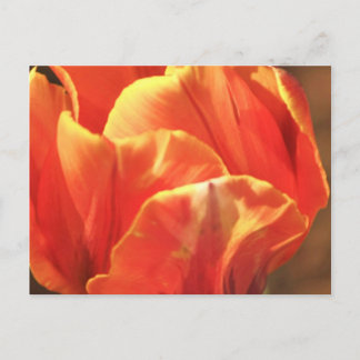 Tulip on Fire Postkarte