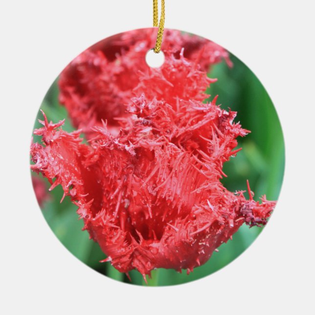 Tulip Ornament (Vorne)