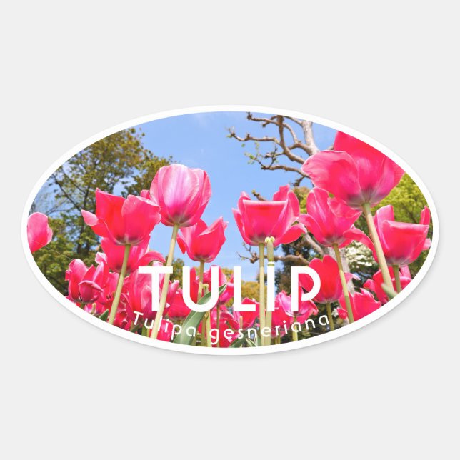 Tulip Ovaler Aufkleber (Vorderseite)