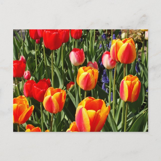 Tulip Patch Postkarte (Vorderseite)