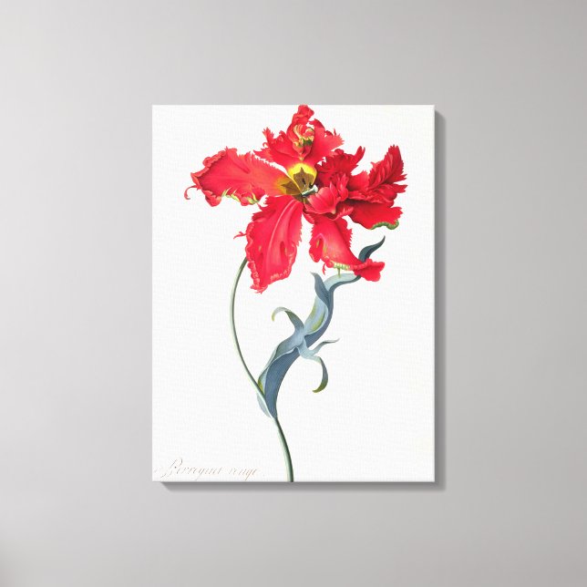 Tulip: Perroquet Rouge Leinwanddruck (Vorderseite)