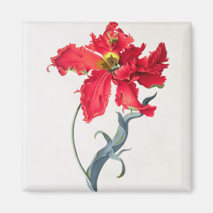Tulip: Perroquet Rouge Magnet