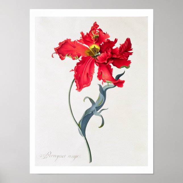 Tulip: Perroquet Rouge Poster (Vorne)