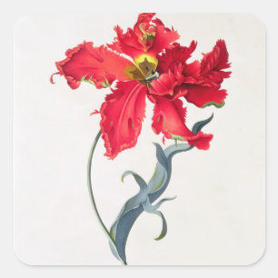 Tulip: Perroquet Rouge Quadratischer Aufkleber