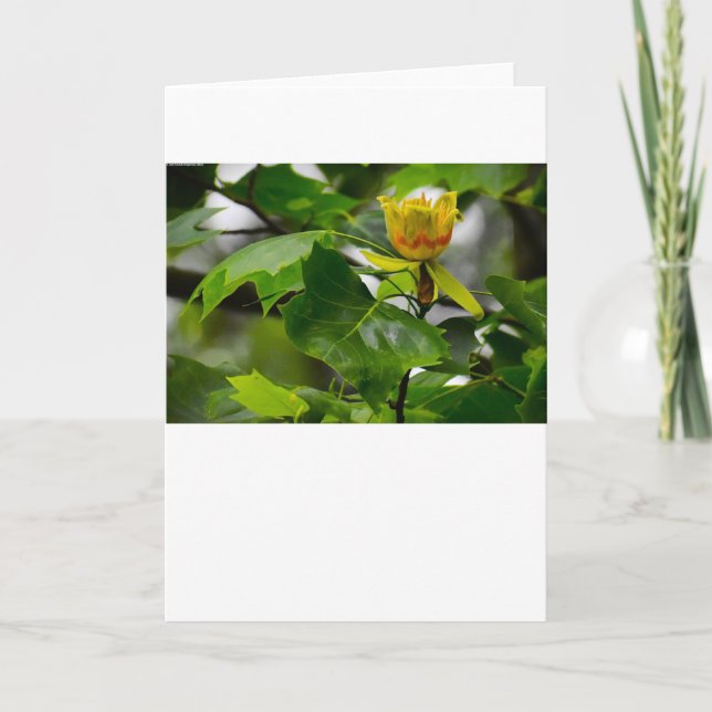 Tulip Poplar Blossom, Karte (Vorderseite)