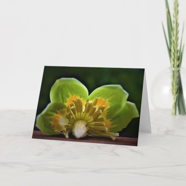 Tulip Poplar Blossom, Karte (Vorderseite)