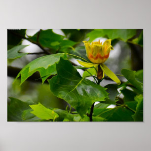 Tulip Poplar Blossom, Poster