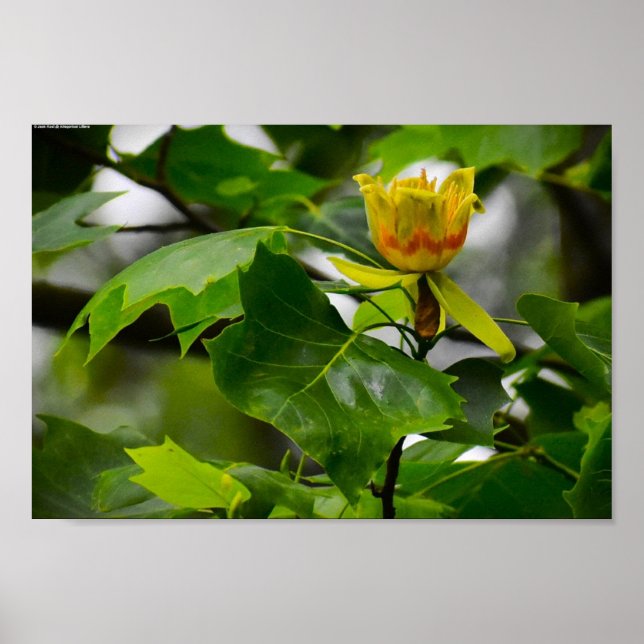 Tulip Poplar Blossom, Poster (Vorne)