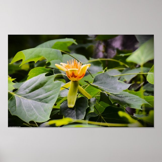 Tulip Poplar Blossom, Poster (Vorne)