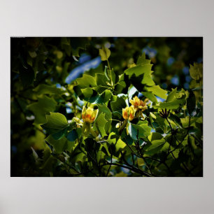 Tulip Poplar Blossom, Poster