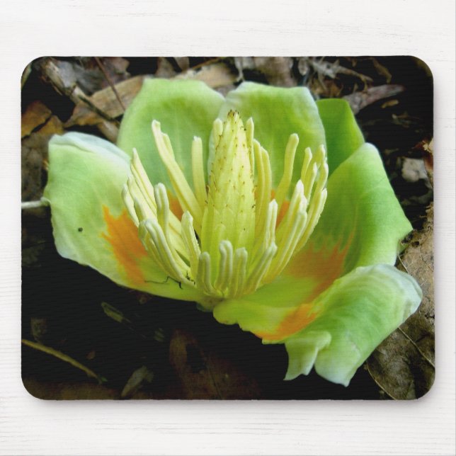 Tulip Poplar Blume Mousepad (Vorne)
