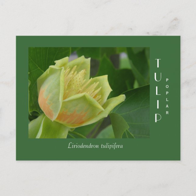 Tulip Poplar Blume Postkarte (Vorderseite)