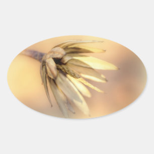 Tulip Poplar Empty Seed Pod Ovaler Aufkleber