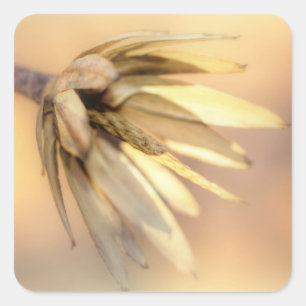 Tulip Poplar Empty Seed Pod Quadratischer Aufkleber