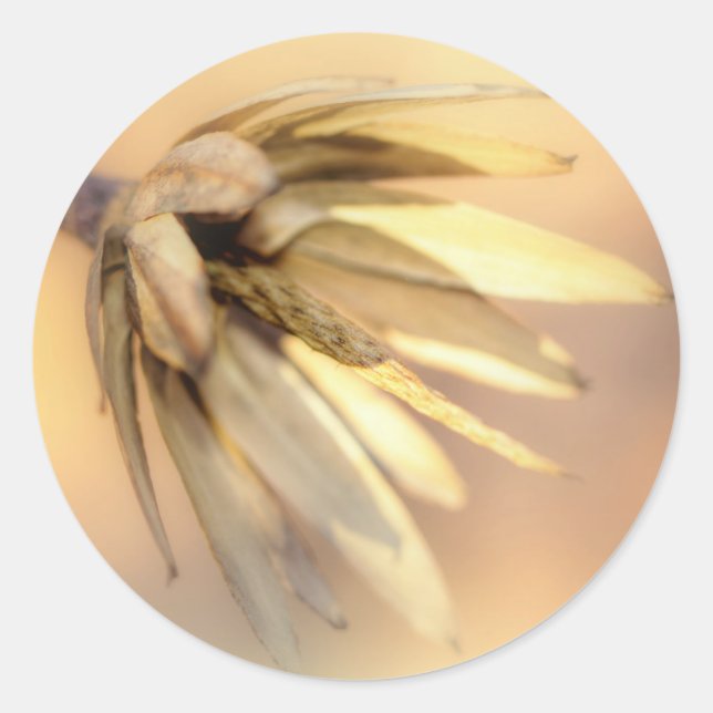 Tulip Poplar Empty Seed Pod Runder Aufkleber (Vorderseite)