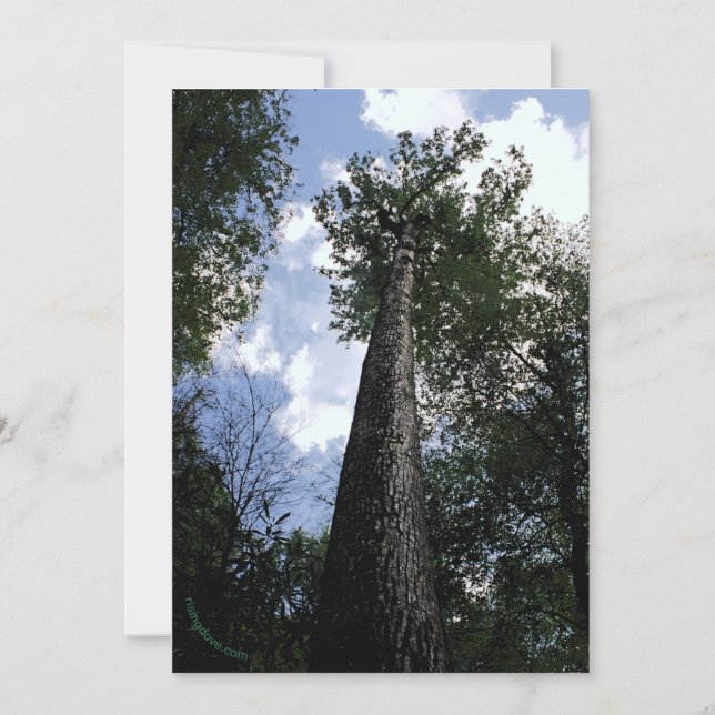 Tulip Poplar/Joyce Kilmer Gedicht Tree Card Save The Date (Vorderseite)