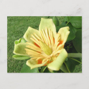 Tulip Poplar Postkarte
