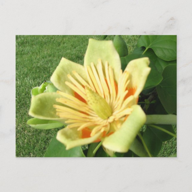 Tulip Poplar Postkarte (Vorderseite)