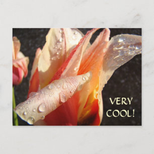 TULIP POST CARDS RINDrops Spring SEHR COOL! Postkarte
