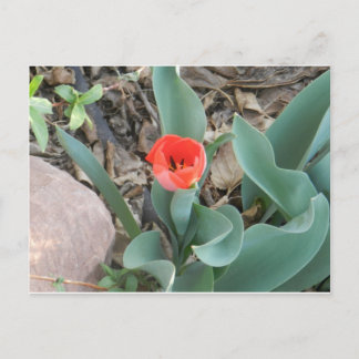 Tulip Postcard Postkarte