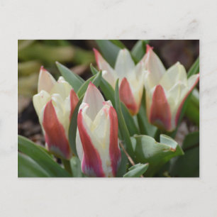 Tulip Postcard Postkarte