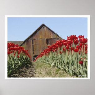 Tulip Poster