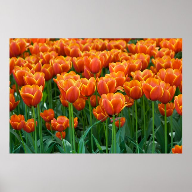 Tulip Poster (Vorne)