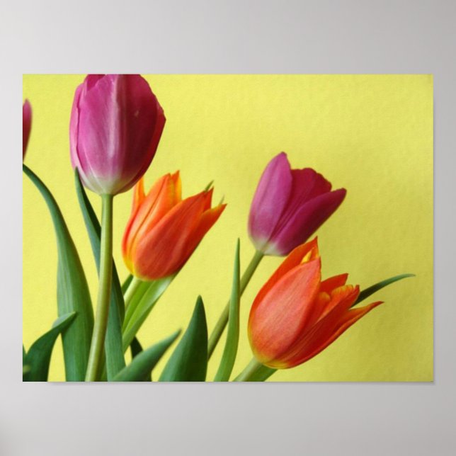 Tulip Poster (Vorne)