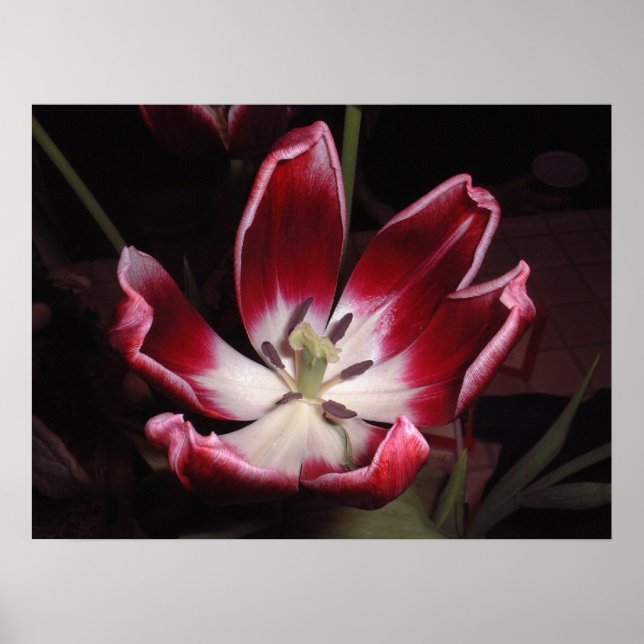 Tulip Poster (Vorne)