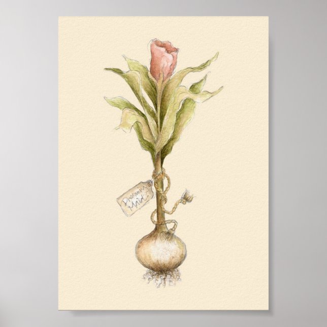 Tulip - Poster (Vorne)
