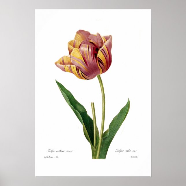 Tulip Poster (Vorne)