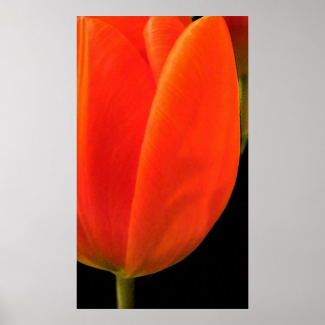 Tulip Poster (Vorne)