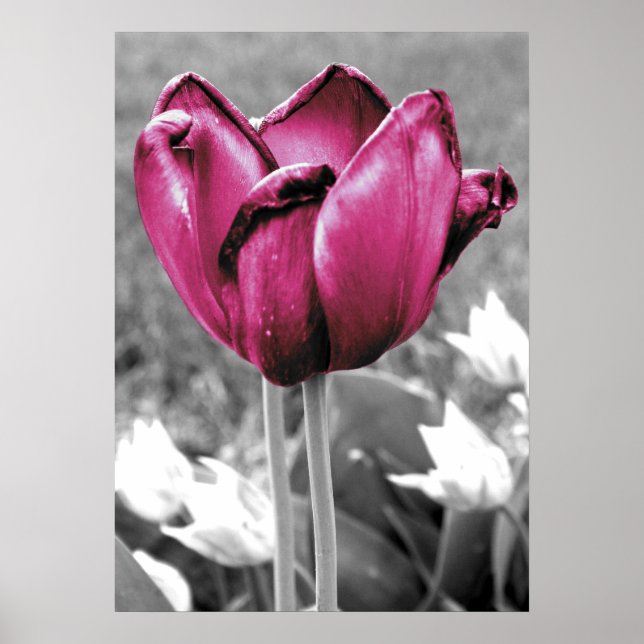 Tulip Poster (Vorne)