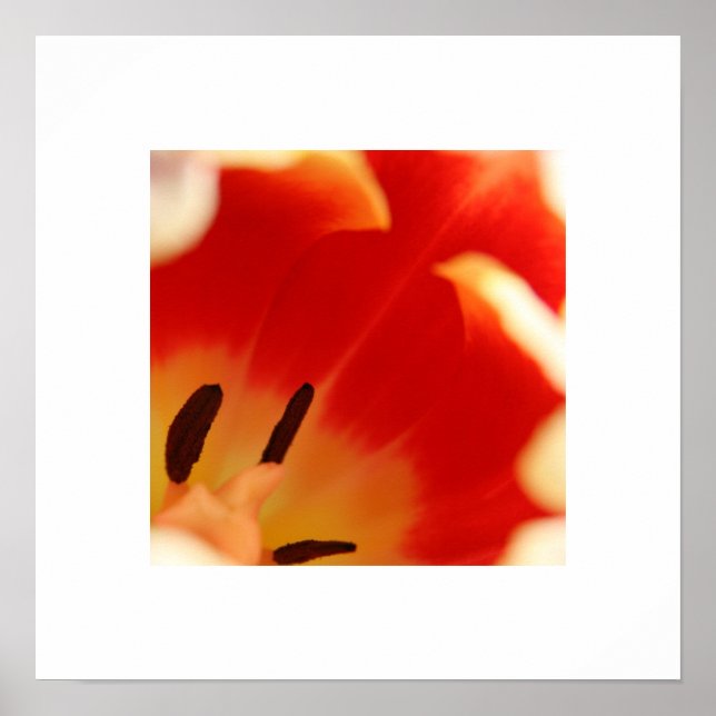 Tulip Poster (Vorne)