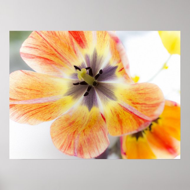 Tulip Poster 24" x 18" (Vorne)