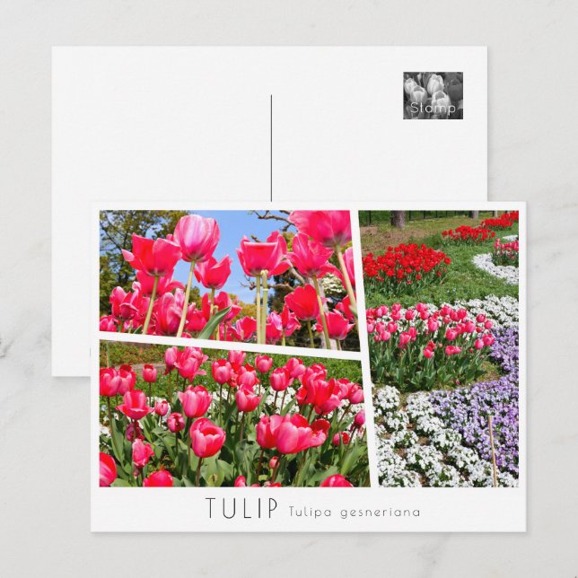 Tulip Postkarte (Vorne/Hinten)