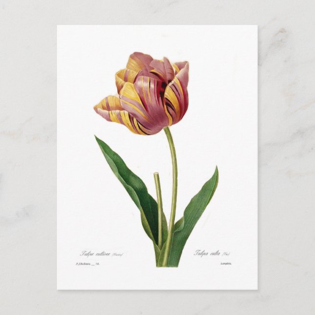 Tulip Postkarte (Vorderseite)