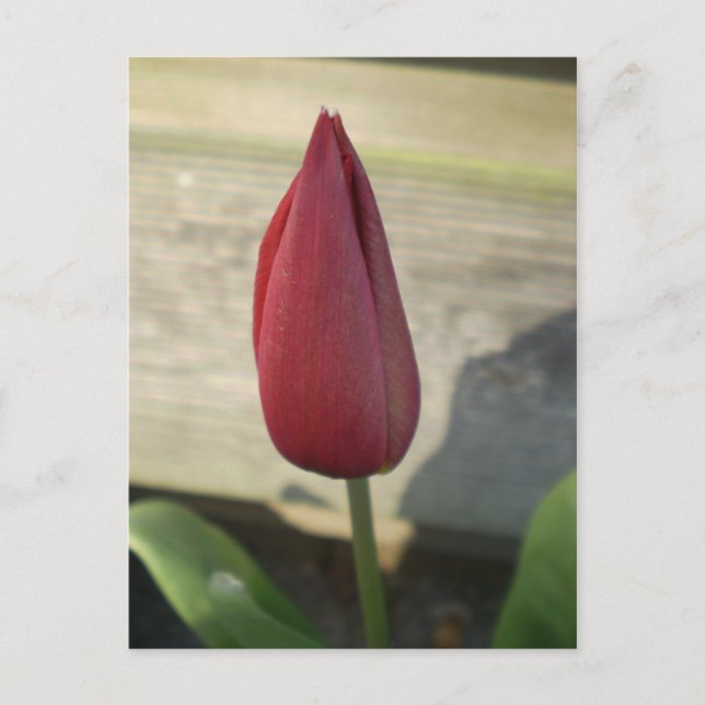 Tulip Postkarte (Vorderseite)