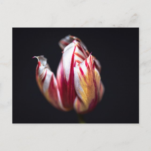 Tulip Postkarte (Vorderseite)