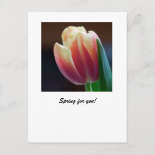 Tulip Postkarte