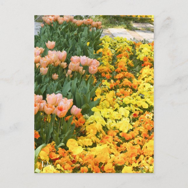 Tulip [Postkarte] Postkarte (Vorderseite)