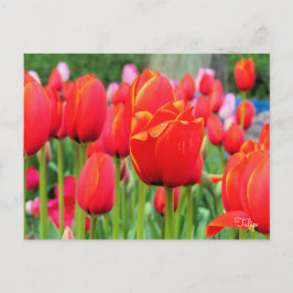 Tulip [Postkarte] Postkarte