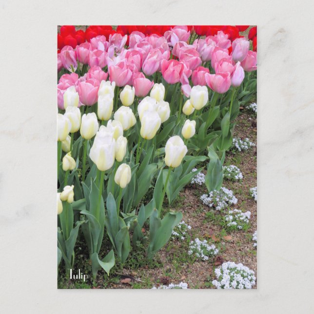 Tulip [Postkarte] Postkarte (Vorderseite)